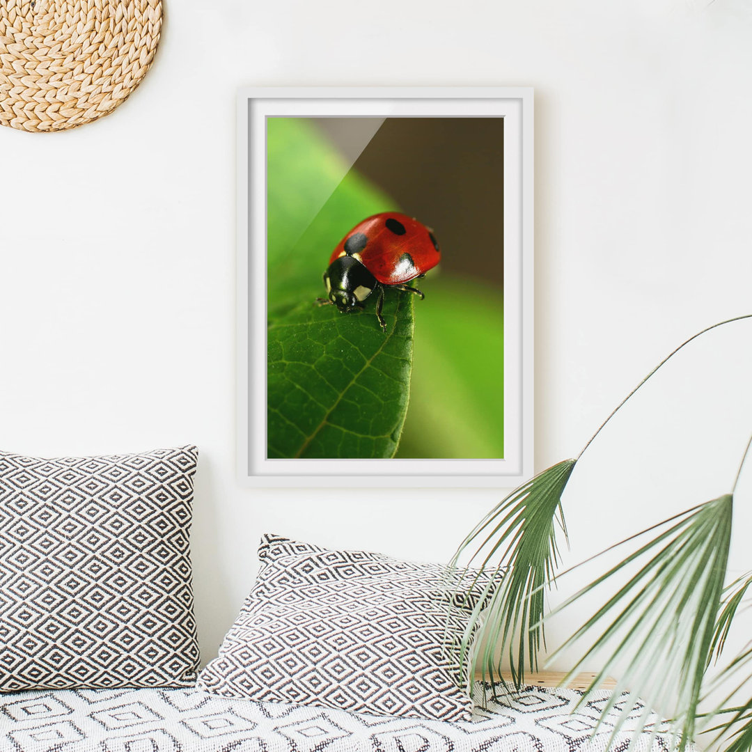 Gerahmter Fotodruck Ladybird