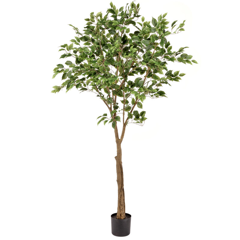 Ficus 72 po en pot
