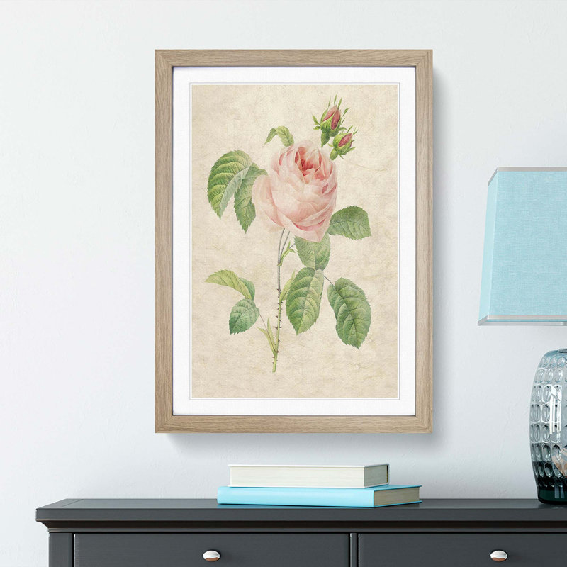 Shrub Rose in Pink by Pierre-Joseph Redoute - Picture Frame Painting Print, 36cm H x 27cm W x 2cm D, Oak Framed