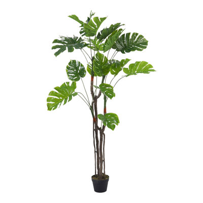 170cm Plant