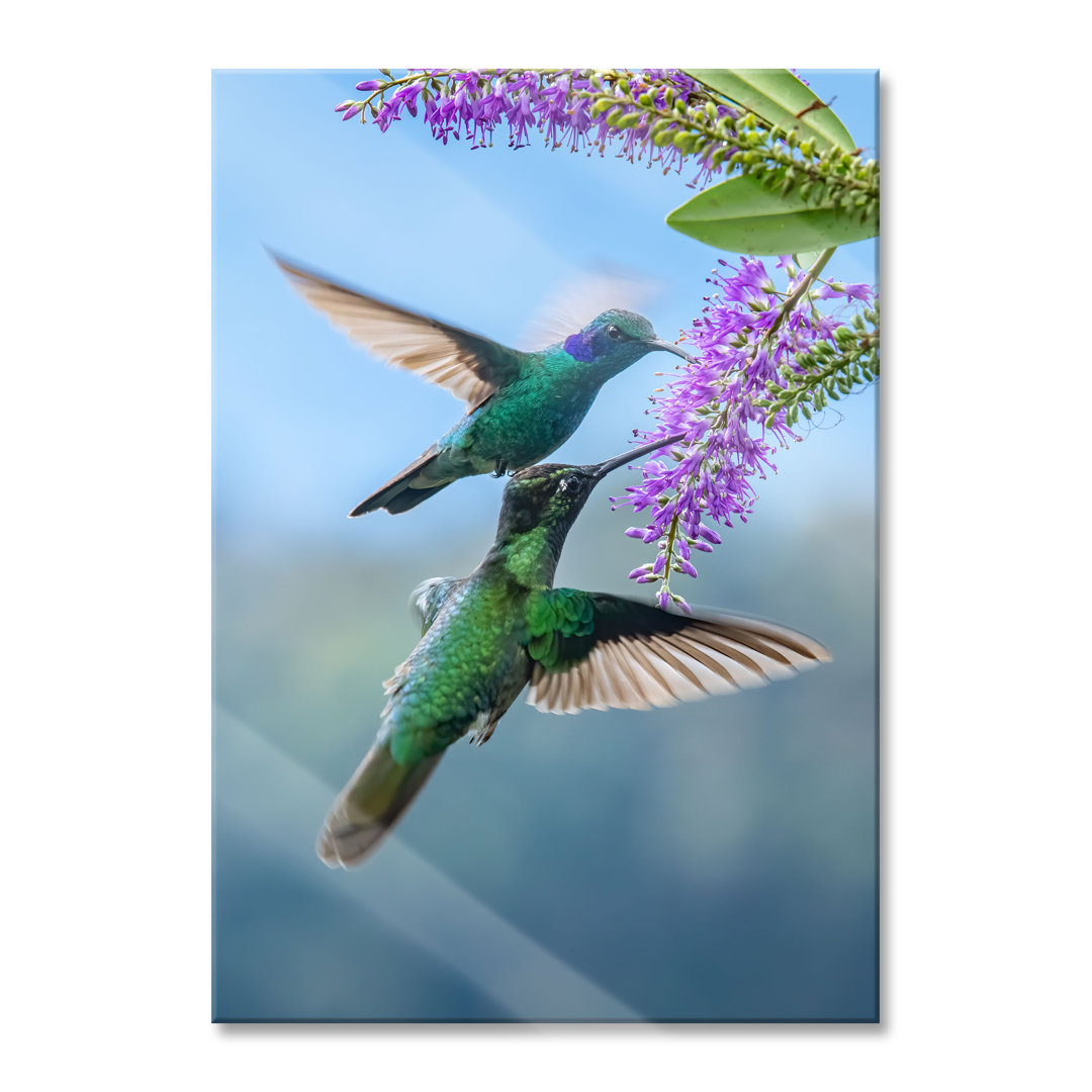 Glasbild Zwei grüne Kolibris auf einer lila Blume