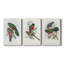 Gould Tropical Birds I - Toile tendue avec châssis sur mesure - 3 pièces-1439668252