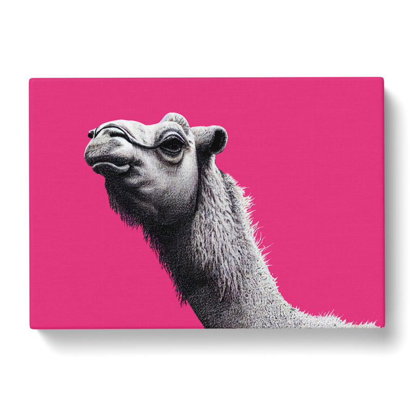 Legendary Camel - Wrapped Canvas Print, 50cm H x 76cm W x 3cm D