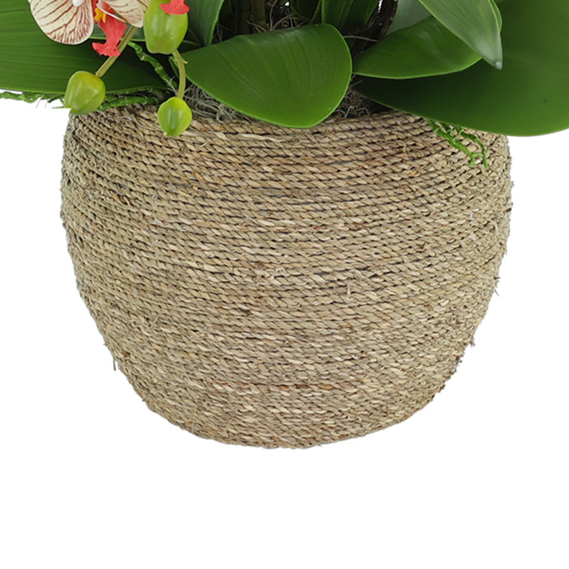 Orchid and Curly Willow in Decorative Rope Pot
