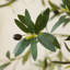 Adcock Artificial Olive Tree with Decorative Pot, UV Resistant Faux Olive Tree with Natural Trunk-700034060-700034061