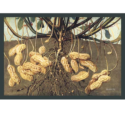 " Peanuts "