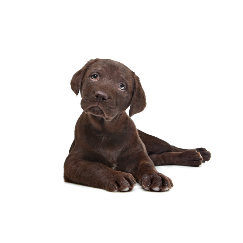 Chocolate Labrador Puppy - Wrapped Canvas Print, 51cm H x 76cm W x 3.8cm D
