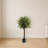 Olive Topiary Tree