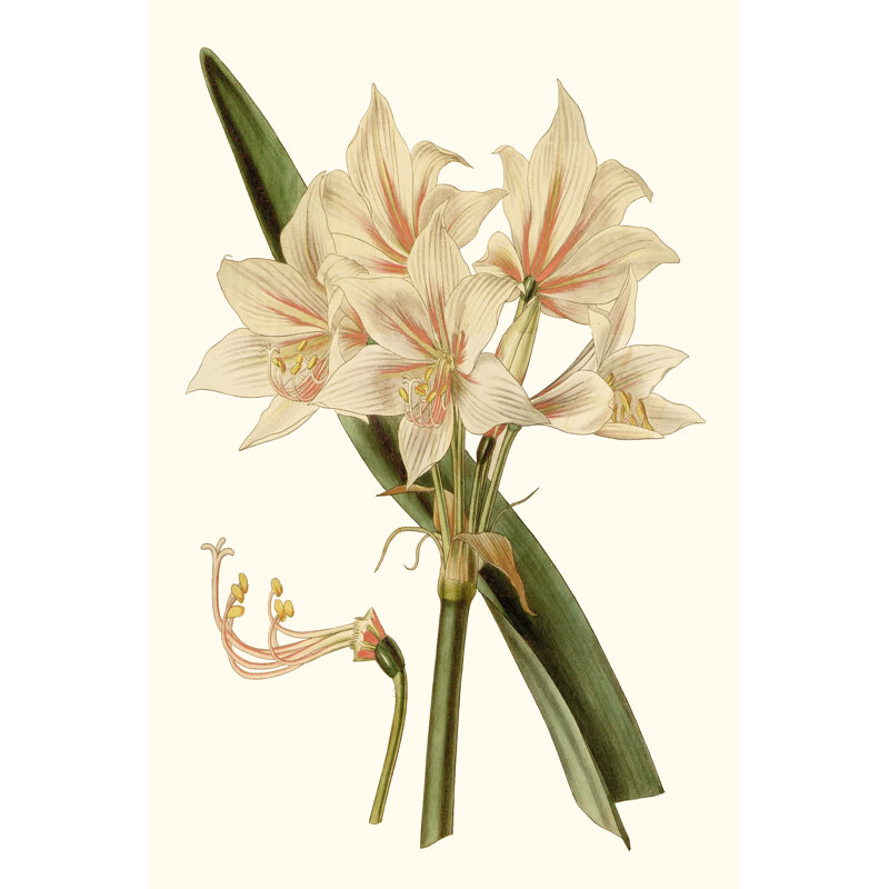 Antique Amaryllis II by Curtis - Painting, 122cm H x 81cm W, Black Floater Framed