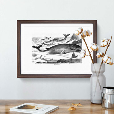 Assortment of Whales by John Karst - Framed Print