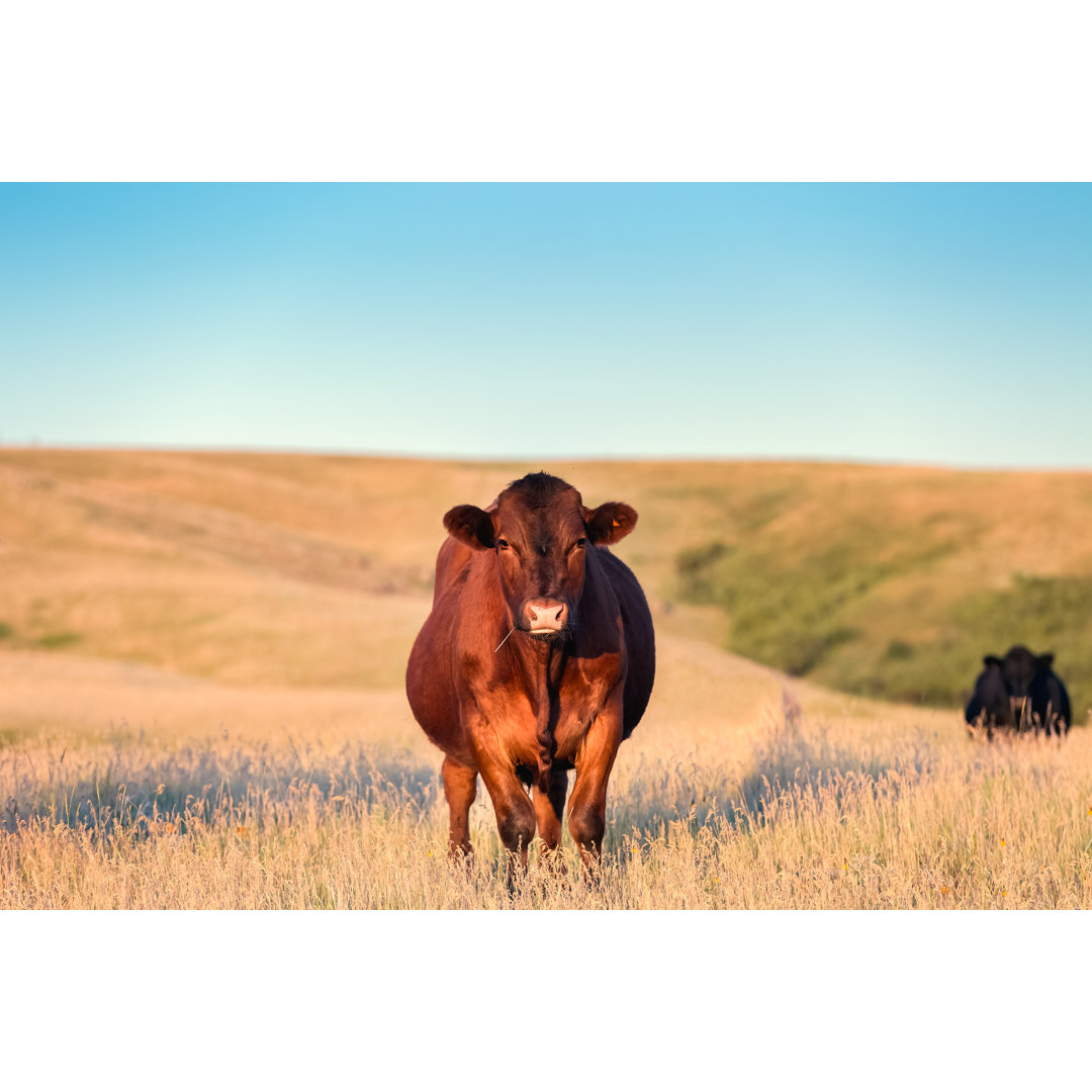 Red Angus Cow von Debibishop - Kunstdrucke auf Leinwand