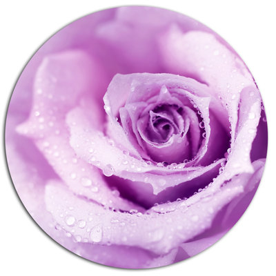 " Purple Wet Rose Background "
