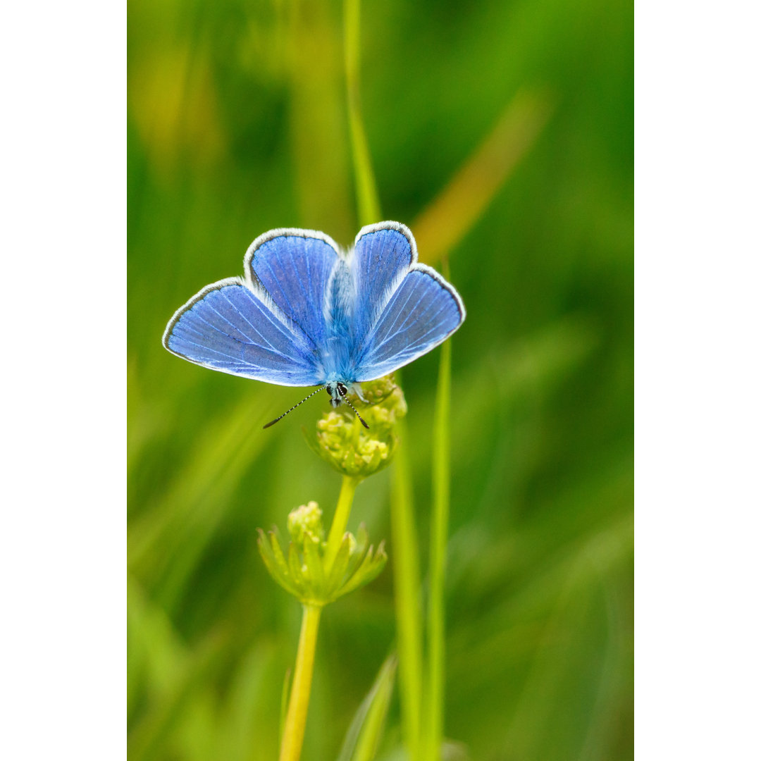 Common Blue von TT - Drucken