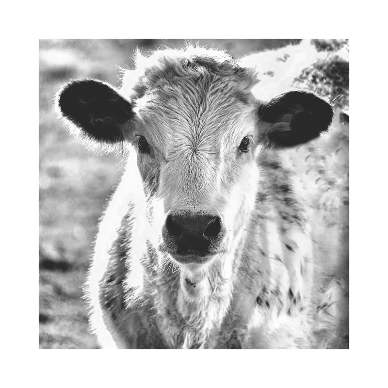 Moo by MScottPhotography - Wrapped Canvas Print, 30.48 cm H x 30.48 cm W
