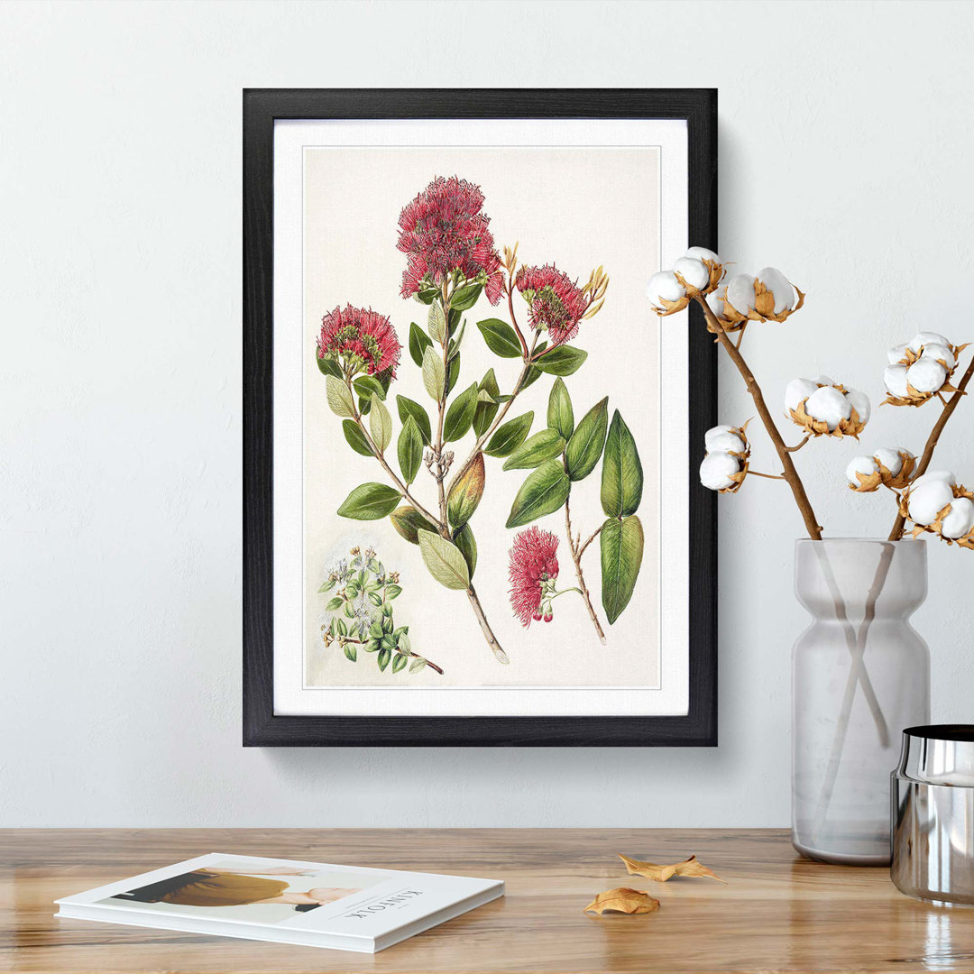 Aka. Rata Flowers by Sarah Featon - Framed Print