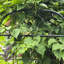 Treillis en métal pour grimper les légumes et la vigne, paquet de 2, galvanisé robuste, hauteur de 71 po, support pour treillis de plantes d'intérieur / extérieur, 20 po x 71 po, finition thermolaquée, roses Ivy idéales