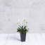 Pot à fleurs avec égouttoir Sewstone Artstone-1328659523-1328659521