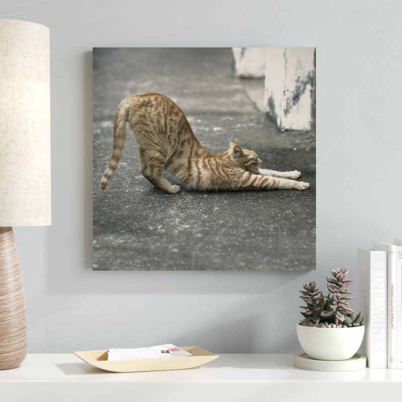 Cat Yoga, H 20 po x l 20 po