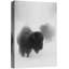Bison noir et blanc dans un brouillard neigeux, décoration murale, reproduction d'art sur toile encadrée-285998166-285998167