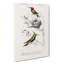 Bird Illustrations PL. 5d by Charles D' Orbigny - Wrapped Canvas Painting-55363300