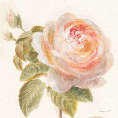 Rose de jardin