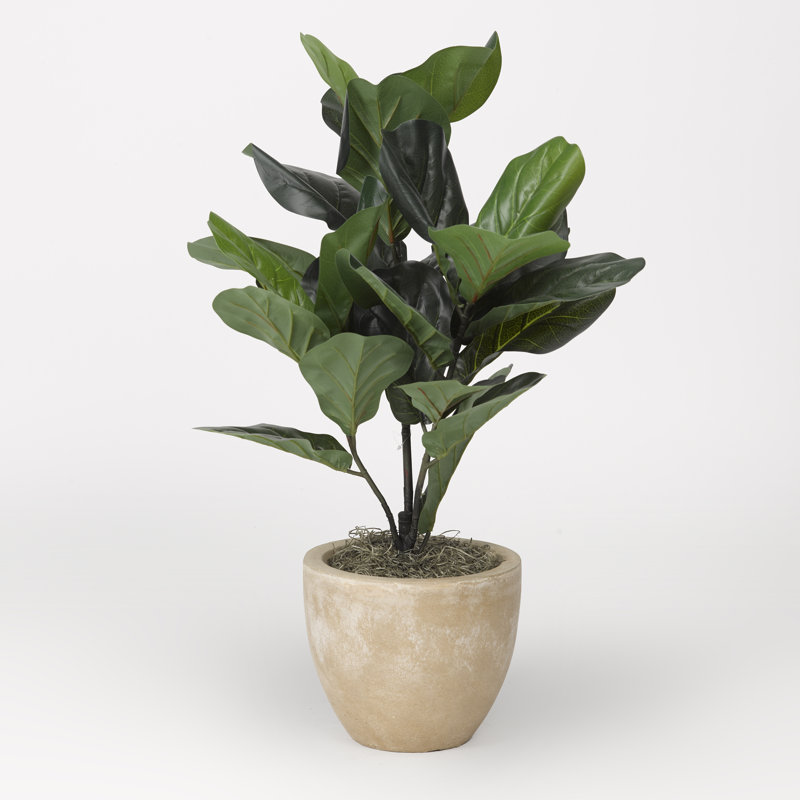 Plante à fleurs en feuille de charme