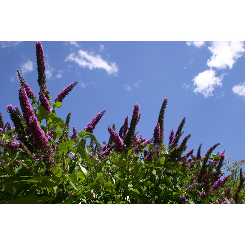 Lavine Buddleia Davidii - Wrapped Canvas Print, 51cm H x 76cm W x 3.8cm D