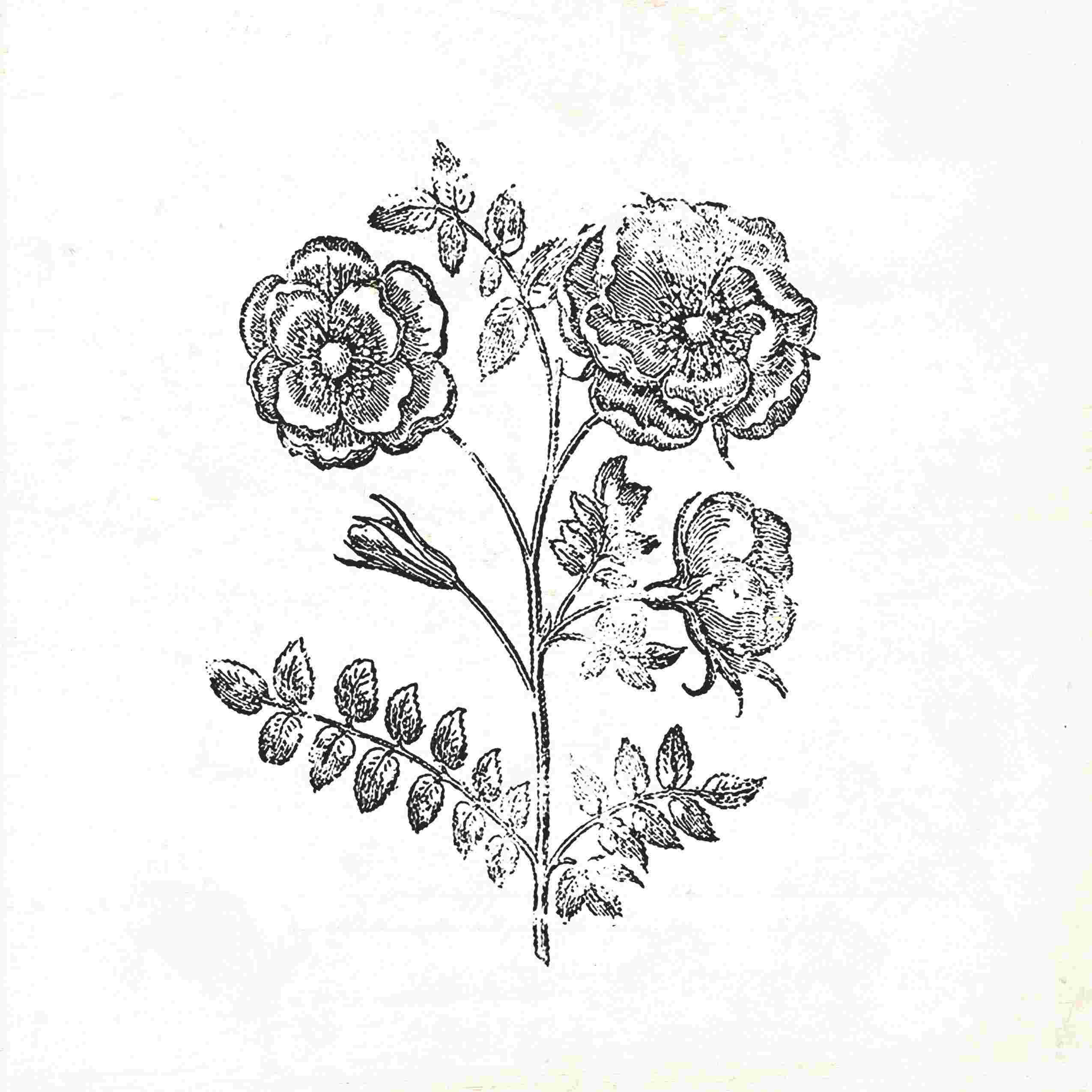 victorian flower print