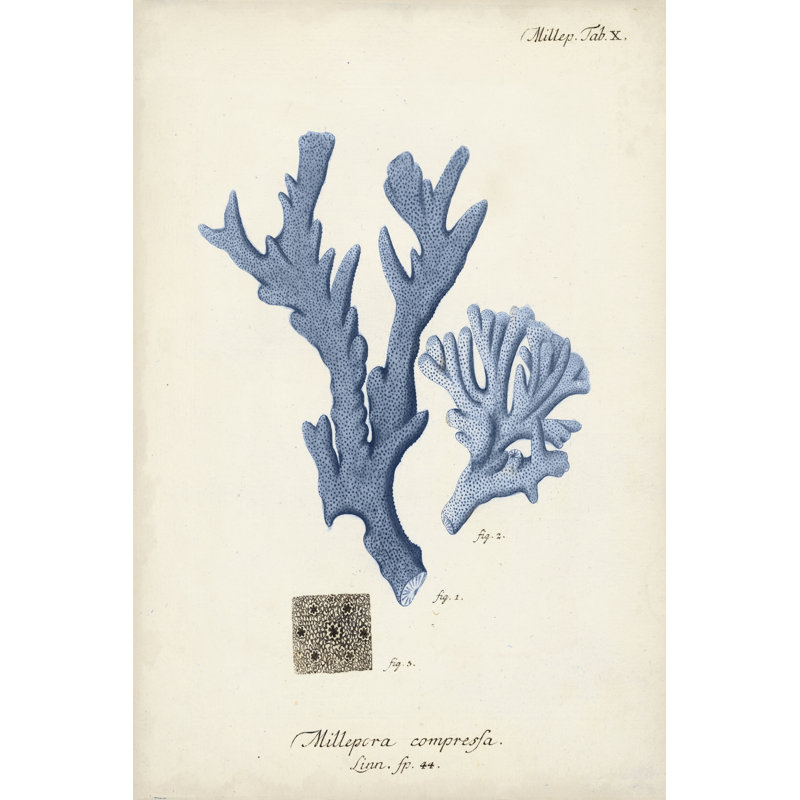 Antique Coral in Navy I by Johann Esper - Wrapped Canvas Painting, Wrapped Canvas, 122 cm H x 81 cm W