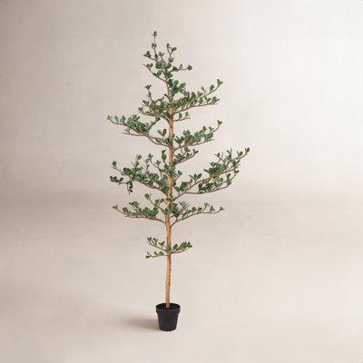 Adcock Olive Tree in Pot