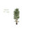 Bamboo Silk Tree-2024237258