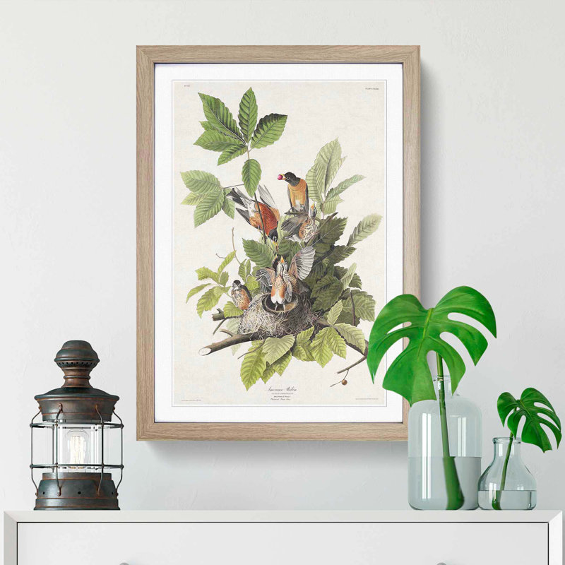 American Robins by John Audubon - 1 Piece Single Picture Frame Painting, 45cm H x 33cm W x 2cm D, Oak Framed