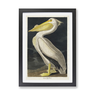 'American White Pelican' by John Audubon - Picture Frame Painting Print on Paper