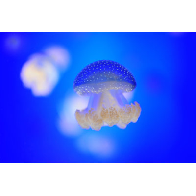 Méduse par Photlotk