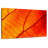 Harnek Autumn Leaf Venation