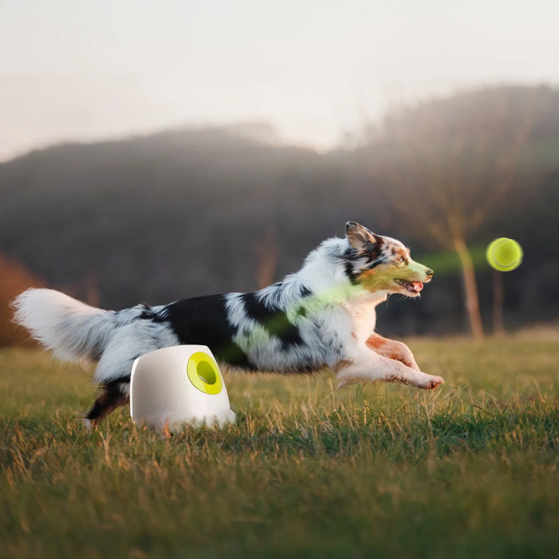 Jouet pour chien Interactives