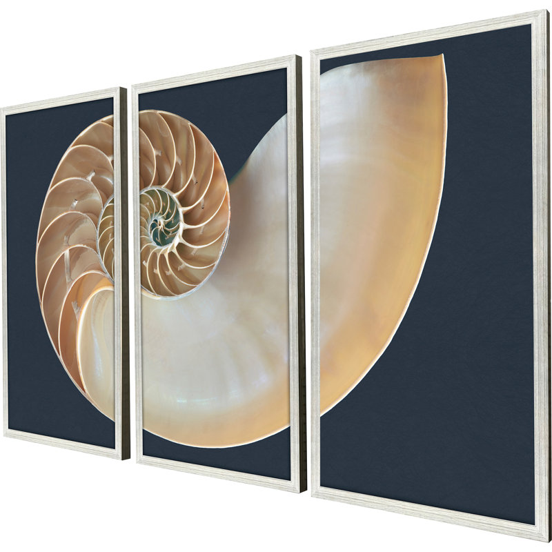 Nautilus Triptych Framed Art