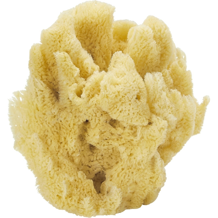 Dovecove Berkley Natural Sponge