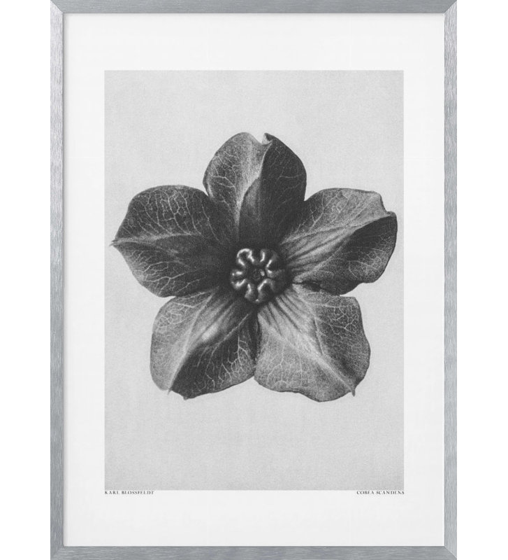 "Cobaea Scandens" par Karl Blossfeldt, impression inspirée de la nature, H 20 po x l 16 po