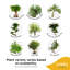 Bonsai Plant in Planter