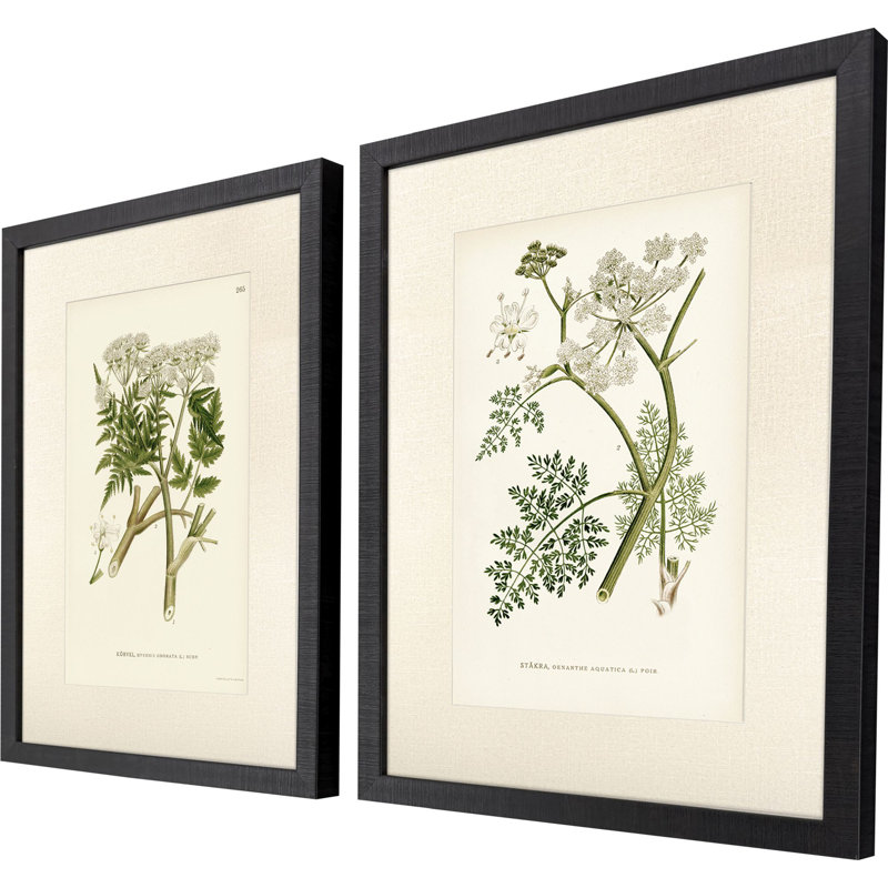 Queen's Lace I S/2