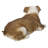 Lying Bulldog
