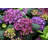 Hydrangea Macrophylla by Tc397 - No Frame Print on Canvas-1727753785