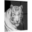 Staring Bengal White Tiger - reproduction de photo sur toile-35105306-35105314