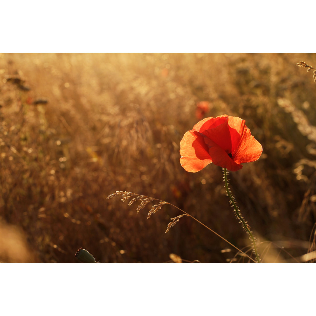 Poppy Field At Sunset