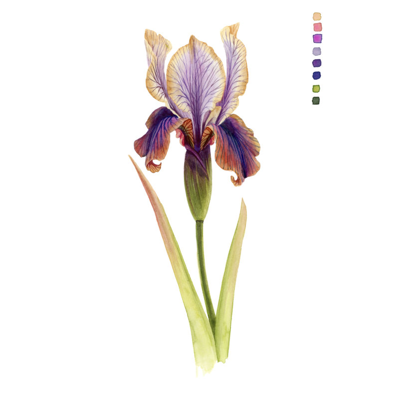 Rainbow Iris II - Painting on Canvas, 122 cm H x 81 cm W, Black Floater Frame