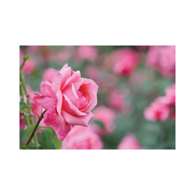 Garden of Blooming Roses II 1 Piece Wrapped Canvas Wall Art, 20.32 cm H x 30.48 cm W