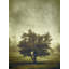 Tree In The Fog 2 Print-64459890