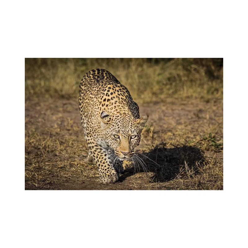 Africa, Kenya. Leopard Ready To Attack. - Wrapped Canvas Print