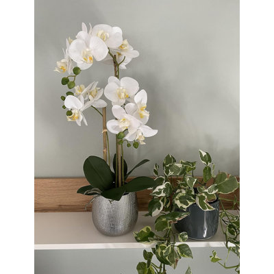 Halleck Orchid Arrangement